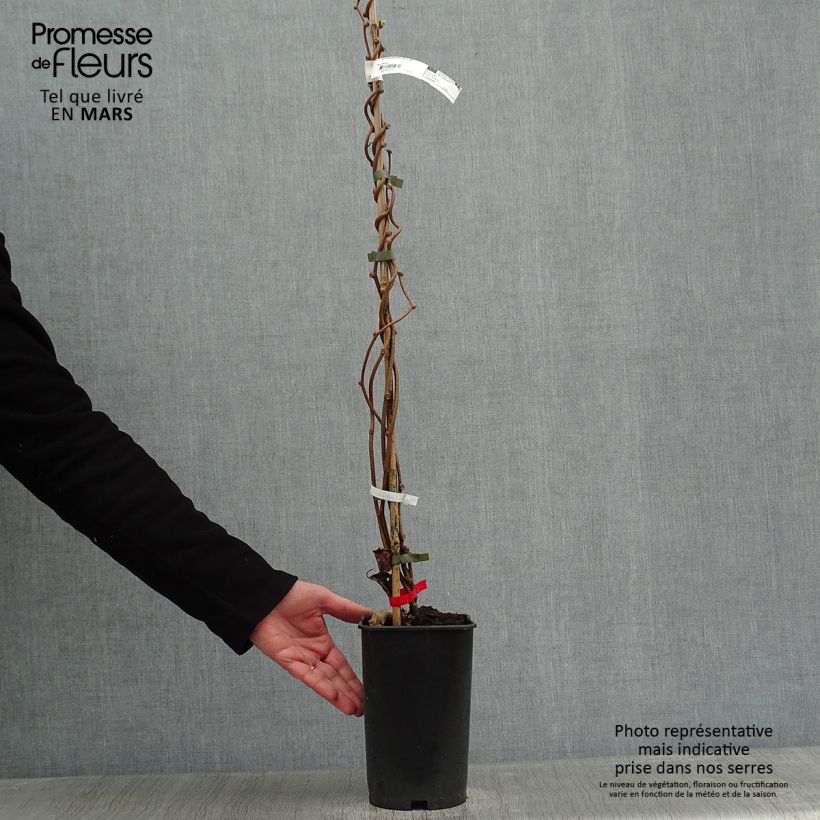 Exemplaar van Kiwi - Actinidia deliciosa Montcap Pot van 2 l/3 l zoals geleverd in de winter