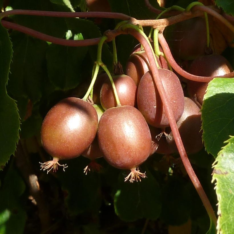 Mini-kiwi - Actinidia arguta Purpurea (Oogst)