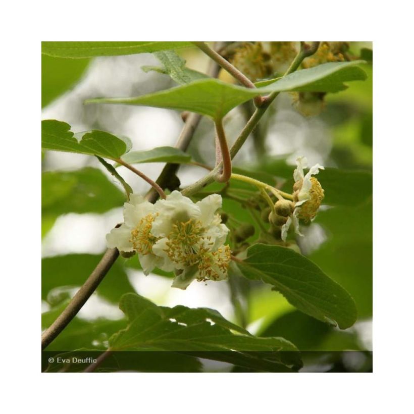 Kiwi - Actinidia deliciosa Belen (mannelijk) (Bloei)
