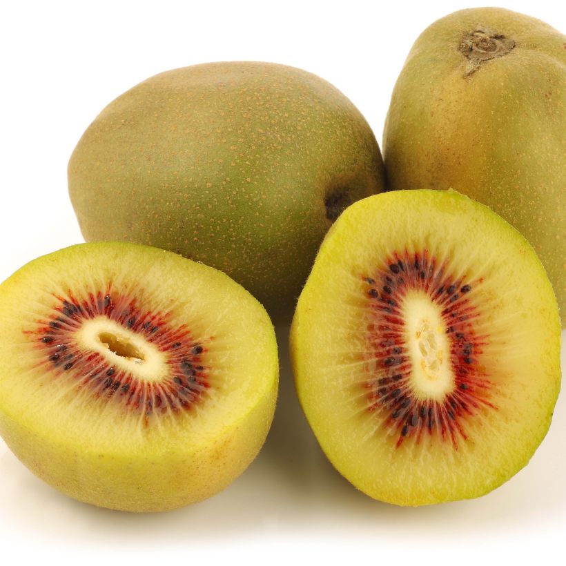 Kiwi - Actinidia deliciosa Kiwi Wonder (Oogst)