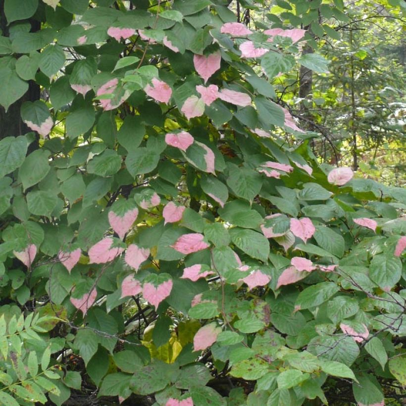 Actinidia kolomikta Adam - Siberische kiwi (Foliage)