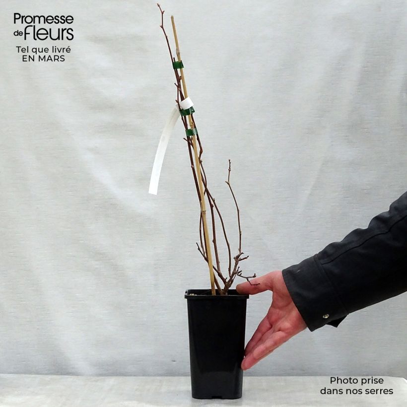 Exemplaar van Actinidia kolomikta Adam - Siberische kiwi Pot van 1,5 l/2 l zoals geleverd in de lente