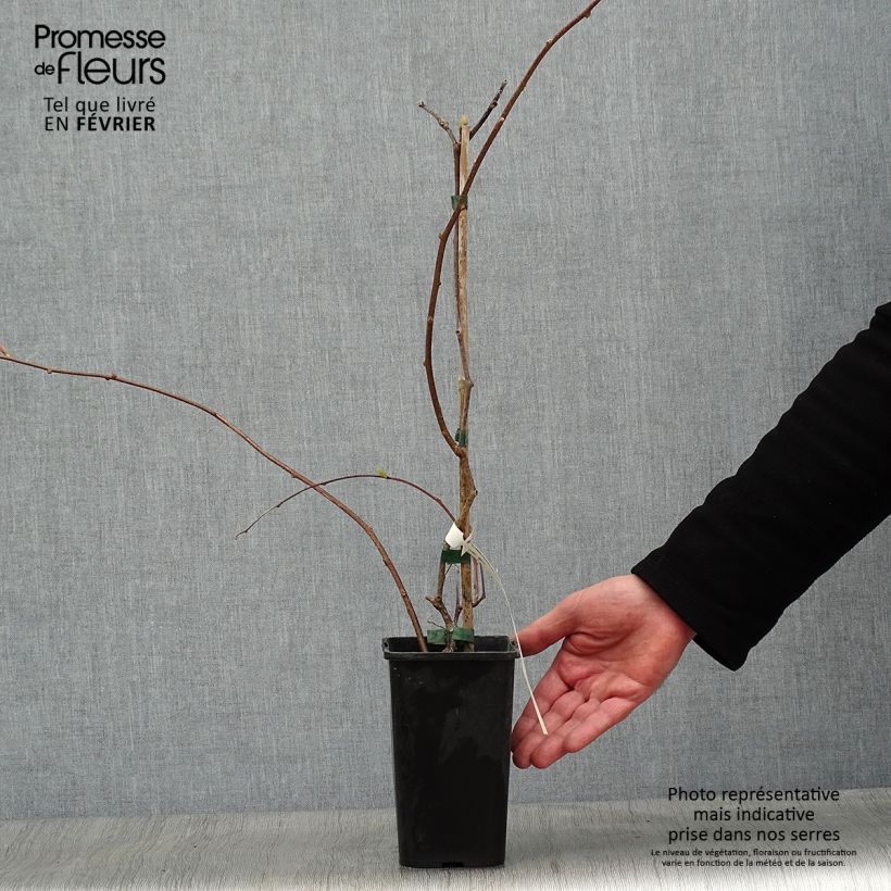 Example of Actinidia kolomikta Adam - Kiwi d'ornement mâle Pot van 1,5 l/2 l as you get in hiver