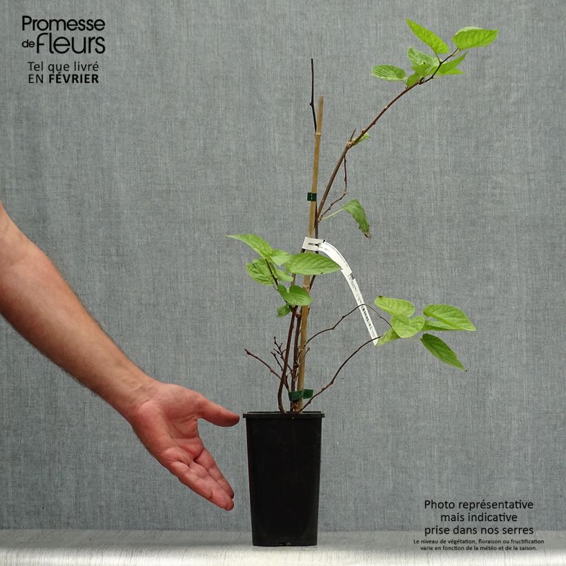Exemplaar van Actinidia kolomikta Eve - Siberische kiwi Pot van 1,5 l/2 l zoals geleverd in de herfst