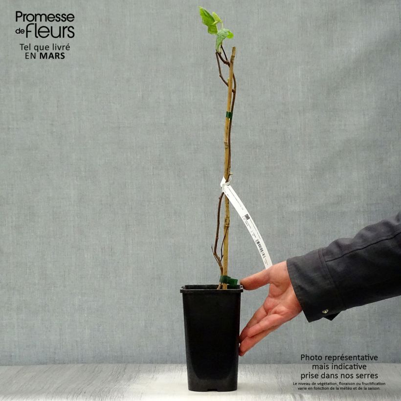 Exemplaar van Actinidia kolomikta Eve - Siberische kiwi Pot van 1,5 l/2 l zoals geleverd in de lente