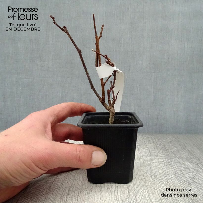 Example of Actinidia kolomikta - Kiwi d'ornement Kweekpotje van 8/9 cm as you get in hiver