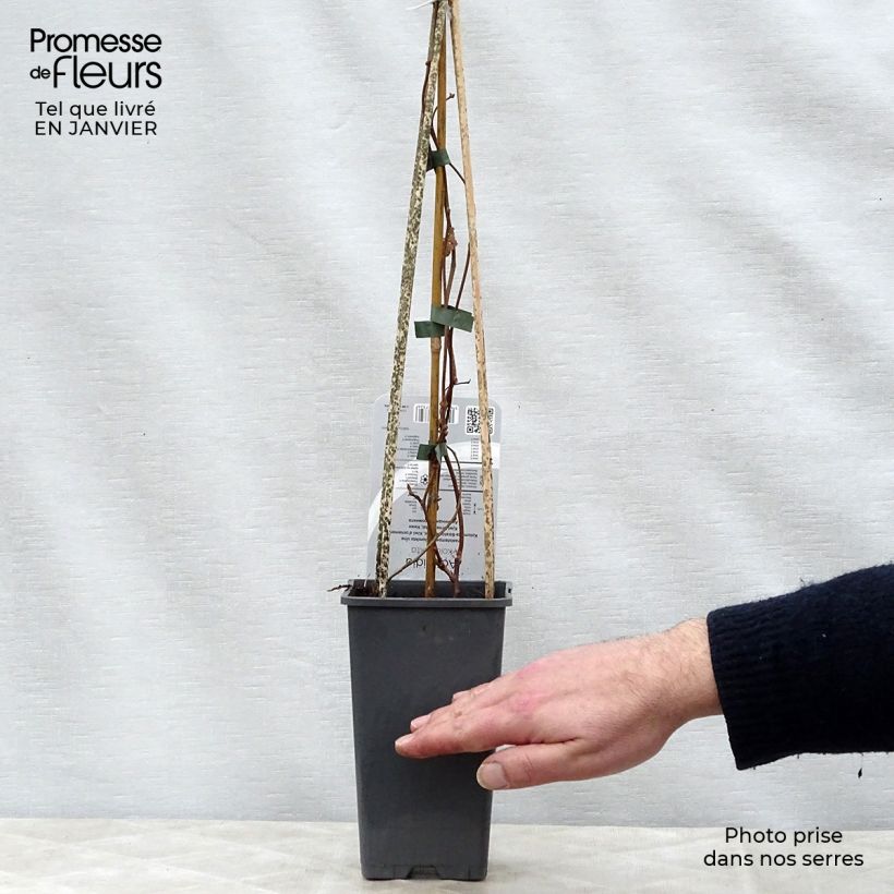 Example of Actinidia kolomikta - Kiwi d'ornement Pot van 2 l/3 l as you get in hiver
