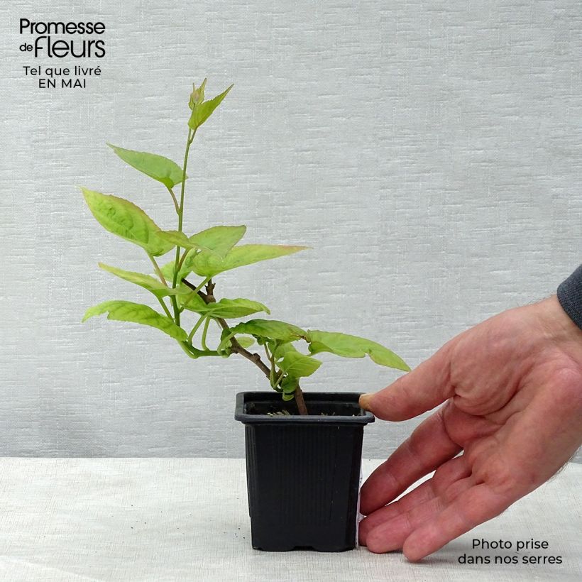 Exemplaar van Actinidia kolomikta - Siberische kiwi Kweekpotje van 8/9 cm zoals geleverd in de lente
