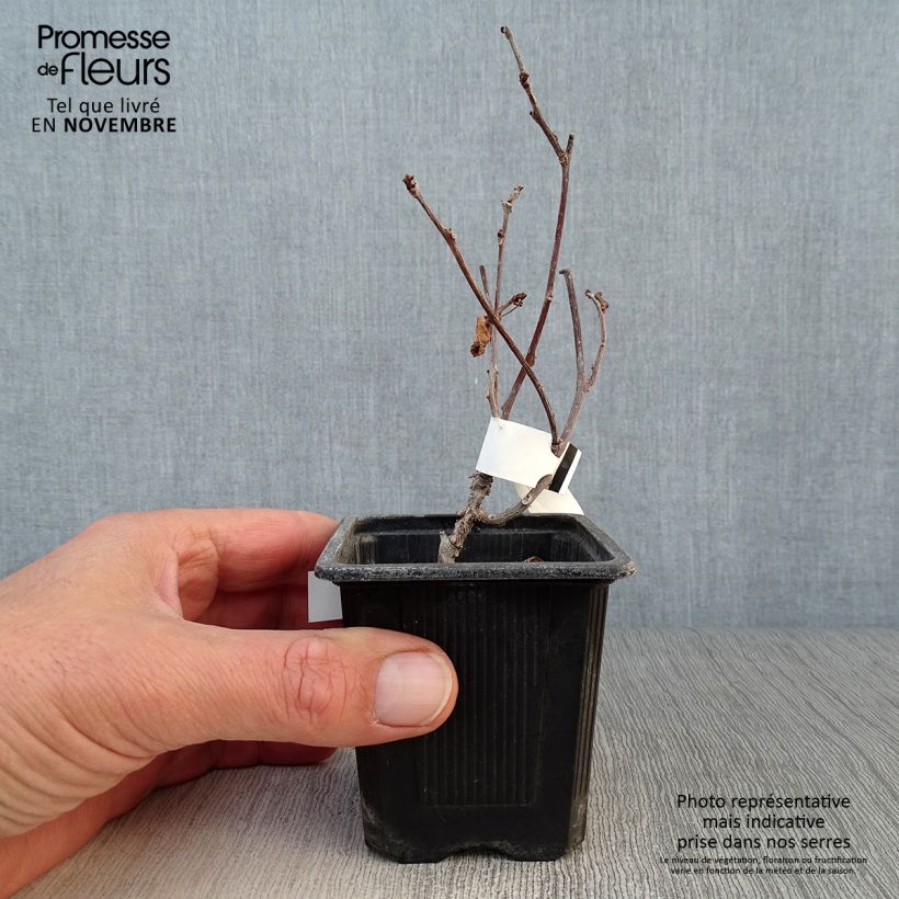 Exemplaar van Actinidia kolomikta - Siberische kiwi Kweekpotje van 8/9 cm zoals geleverd in de herfst