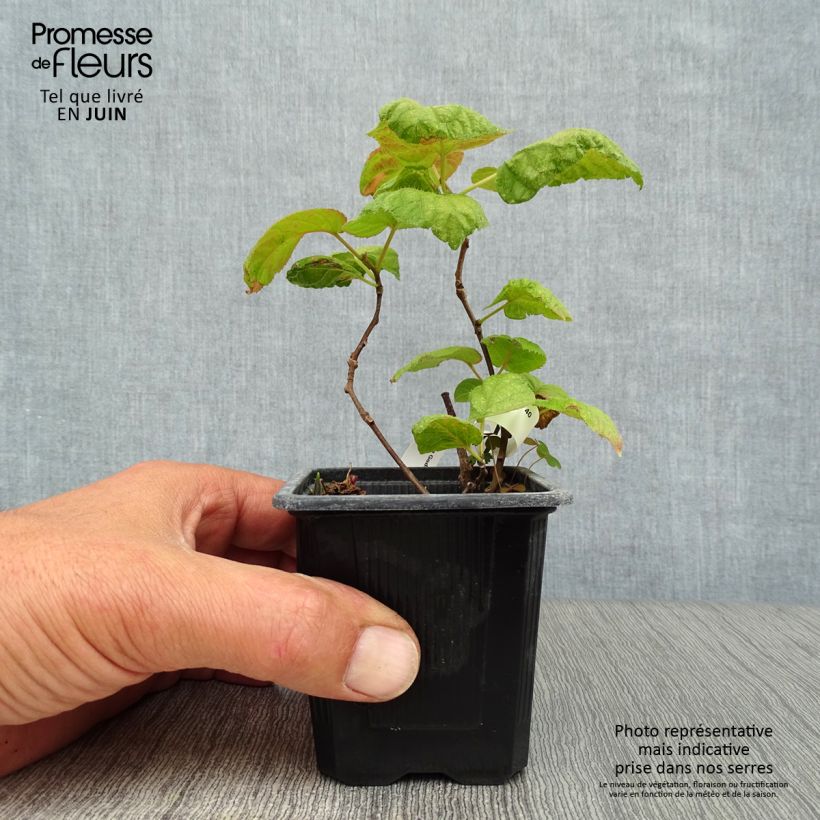 Exemplaar van Actinidia kolomikta - Siberische kiwi Kweekpotje van 8/9 cm zoals geleverd in de zomer