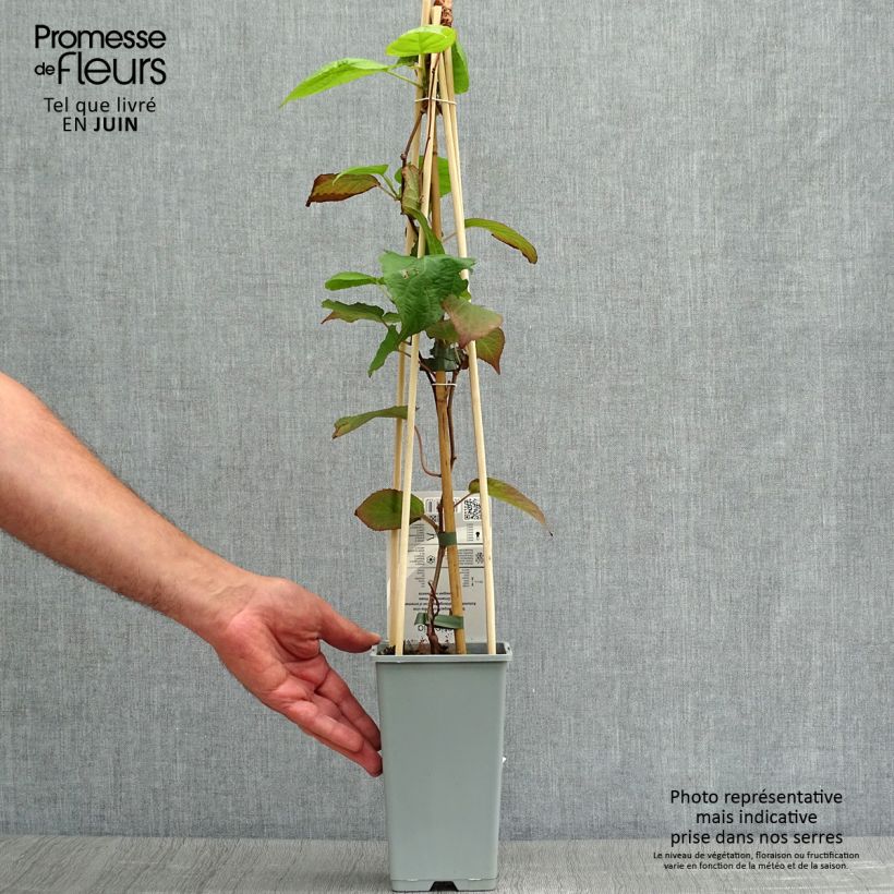 Exemplaar van Actinidia kolomikta - Siberische kiwi Pot van 2 l/3 l zoals geleverd in de zomer
