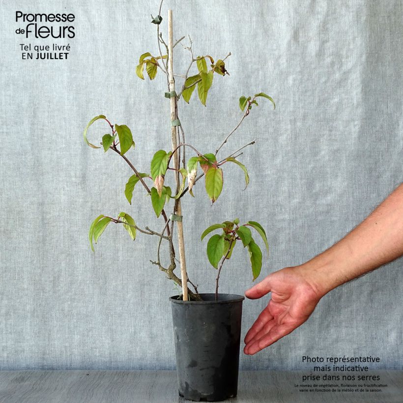 Exemplaar van Actinidia pilosula - Siberische kiwi Pot van 2 l/3 l zoals geleverd in de zomer