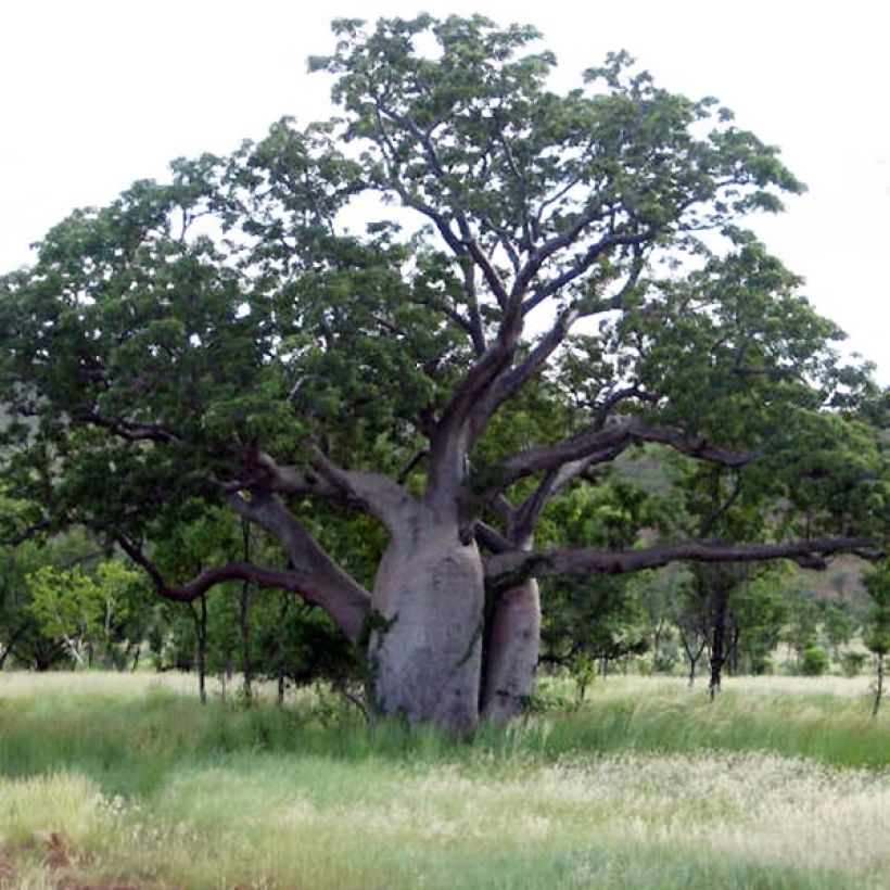 Adansonia gregorii - Australische baobab (Plant habit)