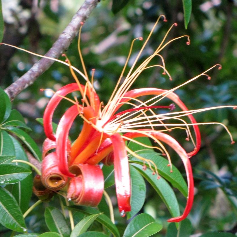 Adansonia madagascariensis - Malagassische baobab (Flowering)