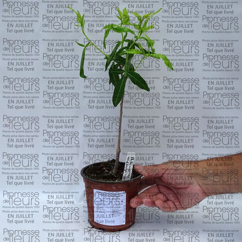 Example of Adansonia madagascariensis - Baobab de Madagascar Pot van 12 cm / 13 cm as you get in ete