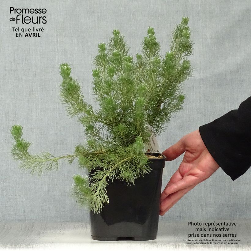 Exemplaar van Adenanthos sericeus Pot van 2 l/3 l zoals geleverd in de lente