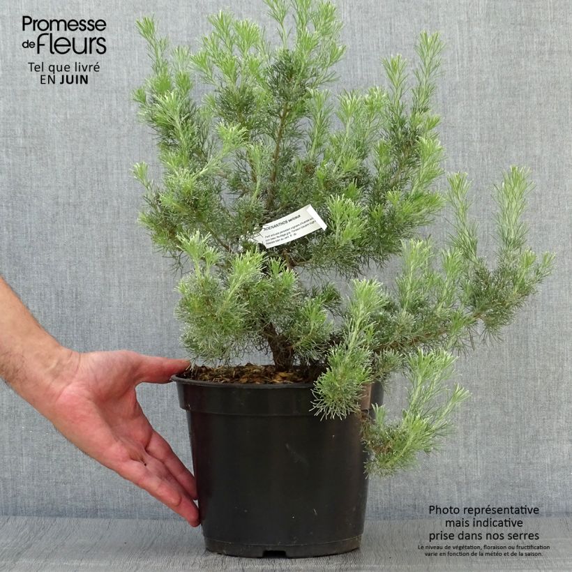 Exemplaar van Adenanthos sericeus Pot van 2 l/3 l zoals geleverd in de zomer