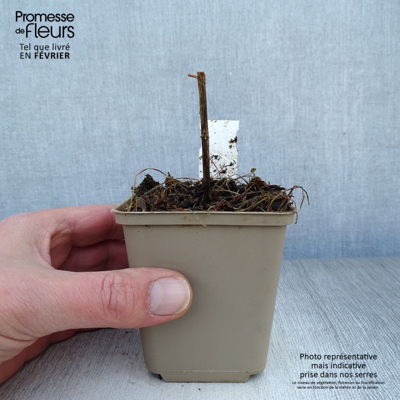 Example of Adenophora Gaudi Violet - Adenophore campanulé Kweekpotje van 8/9 cm as you get in hiver