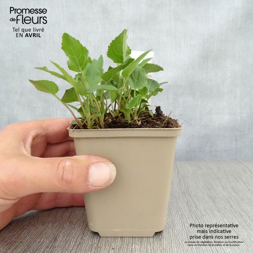 Exemplaar van Adenophora confusa Gaudi Violet - Bekerklokje Kweekpotje van 8/9 cm zoals geleverd in de lente