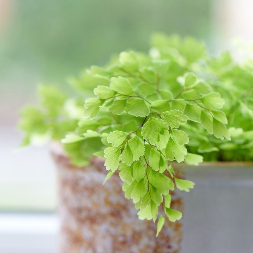 Adiantum Fritz Lüthi - Venushaar (Blad)