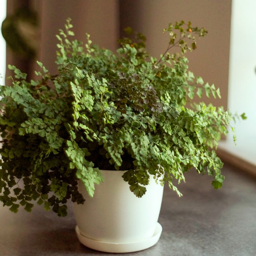 Adiantum Fritz Lüthi - Venushaar (Groeiplaats)