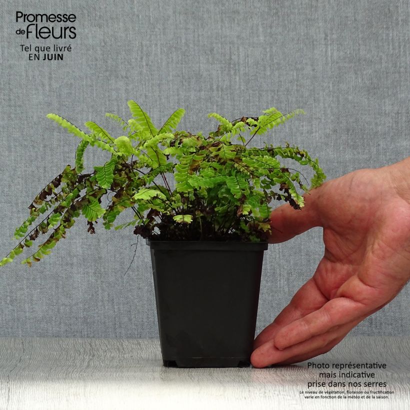 Exemplaar van Adiantum aleuticum Imbricatum - Vrouwenhaar Kweekpotje van 8/9 cm zoals geleverd in de zomer