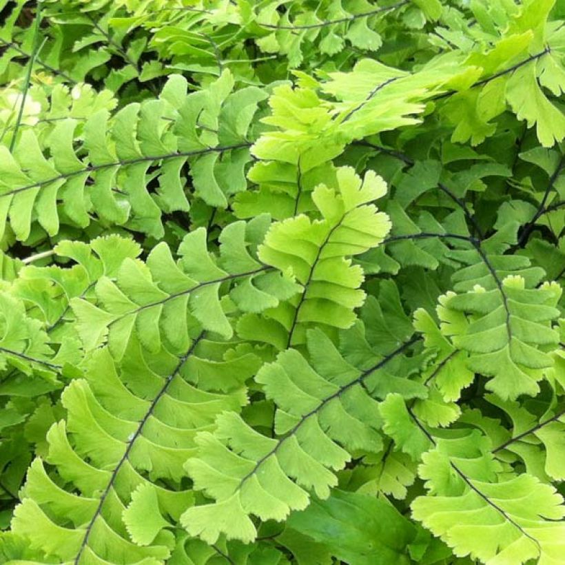 Adiantum pedatum - Venushaar (Blad)
