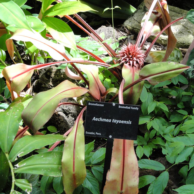 Aechmea tayoensis (Groeiplaats)