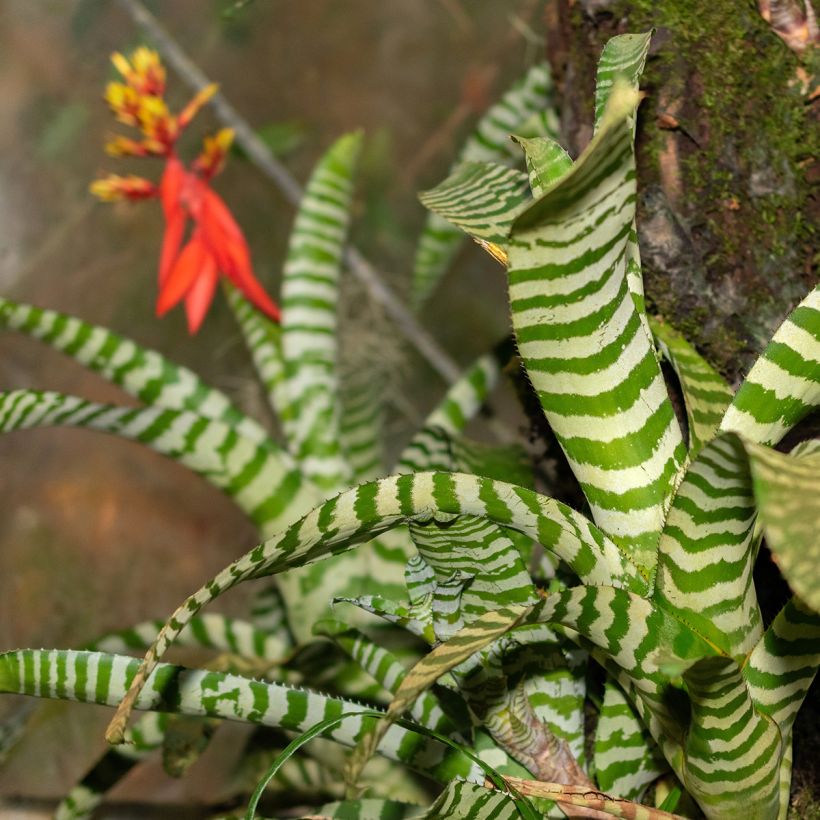 Aechmea Rebecca (Blad)