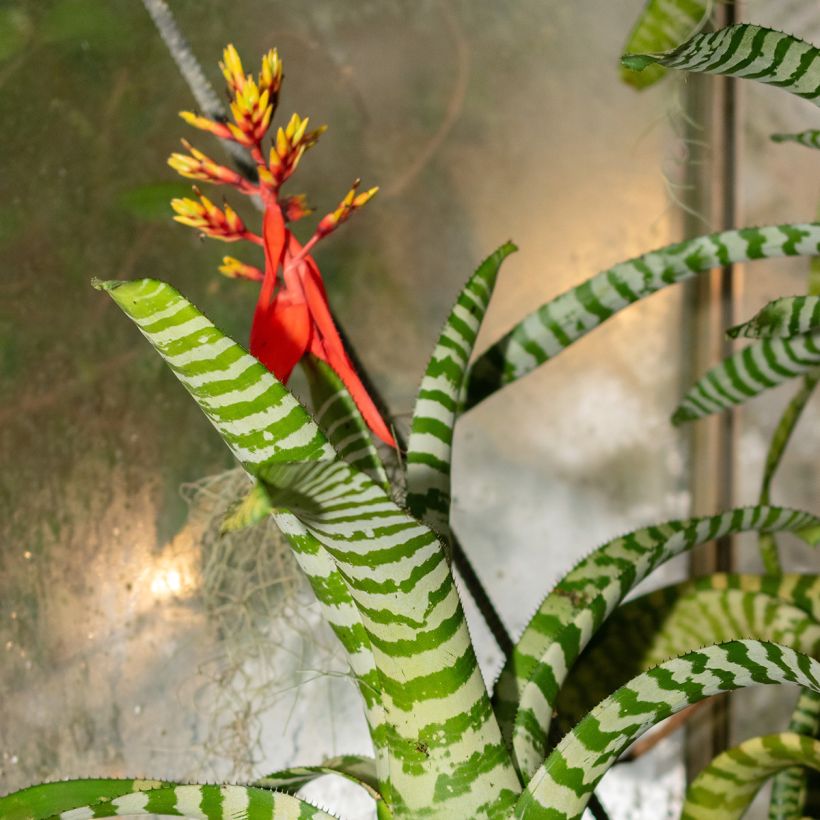 Aechmea Rebecca (Bloei)