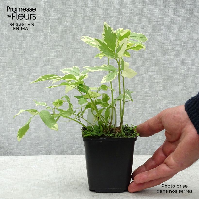 Exemplaar van Aegopodium podagraria Variegata - Zevenblad Kweekpotje van 7/8 cm zoals geleverd in de lente