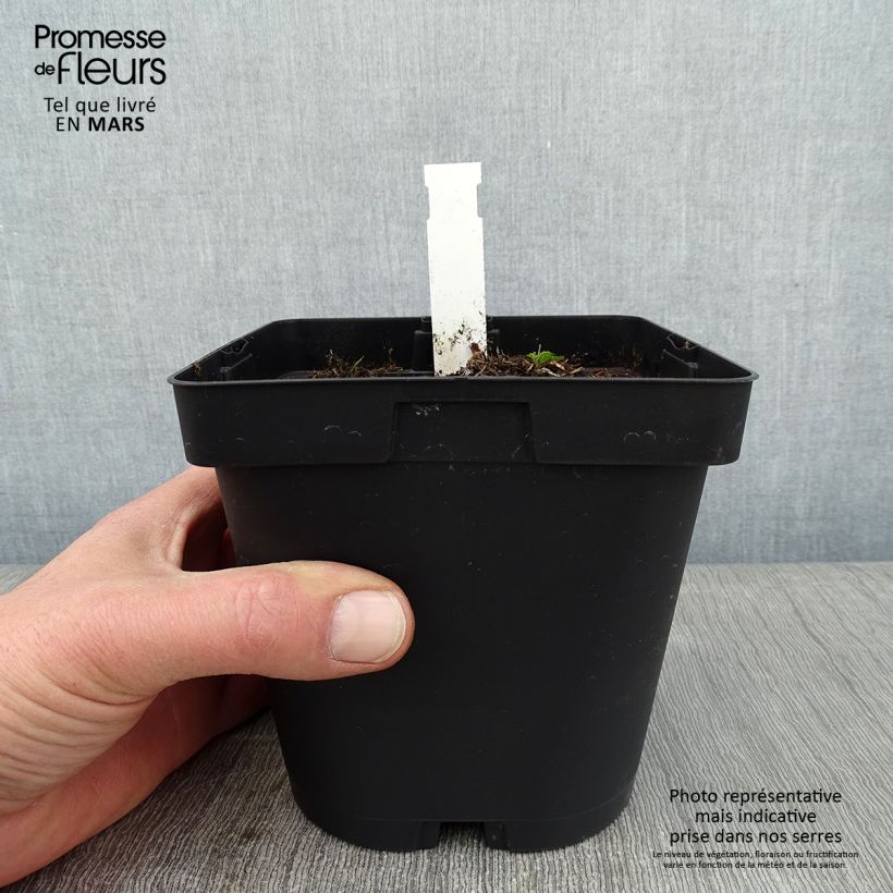 Example of Aegopodium podagraria Variegata - Herbe aux goutteux panachée Pot van 2 l/3 l as you get in hiver
