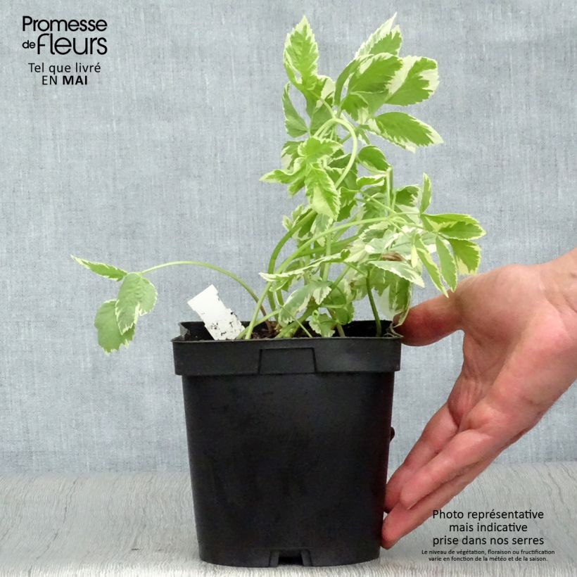 Exemplaar van Aegopodium podagraria Variegata - Zevenblad Pot van 2 l/3 l zoals geleverd in de lente
