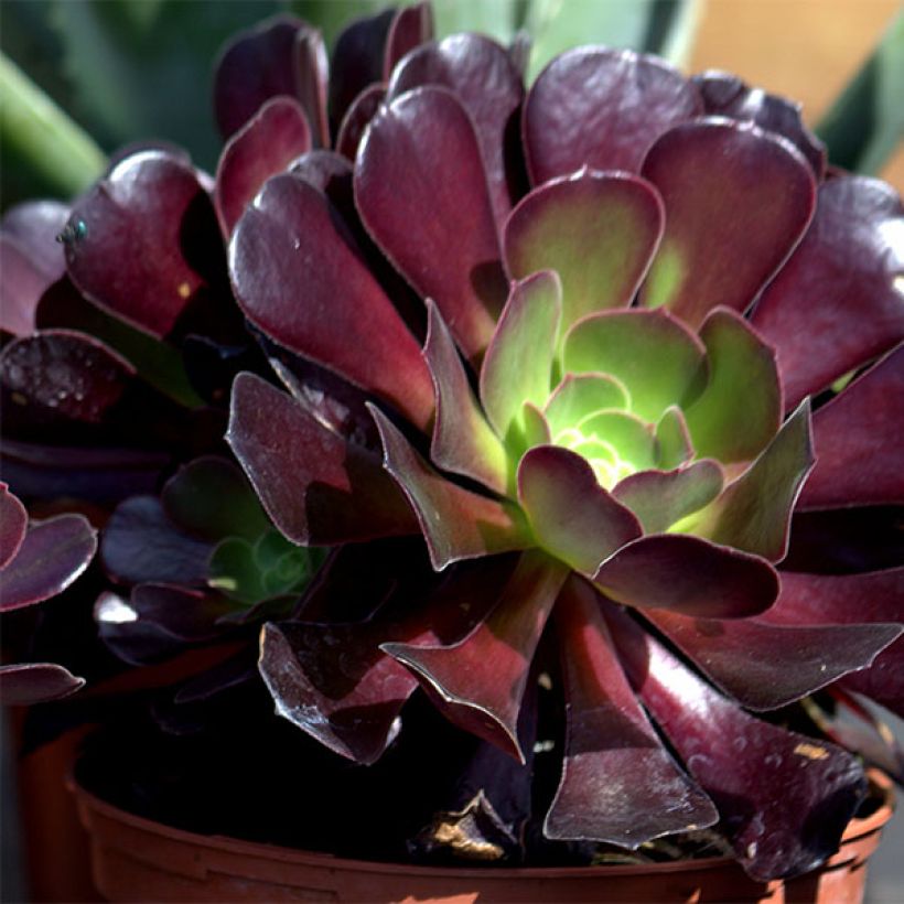 Aeonium arboreum var. atropurpureum Schwarzkopf - Zwartkop (Flowering)