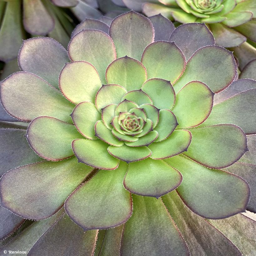 Aeonium arboreum Tip Top - Boom-aeonium (Foliage)