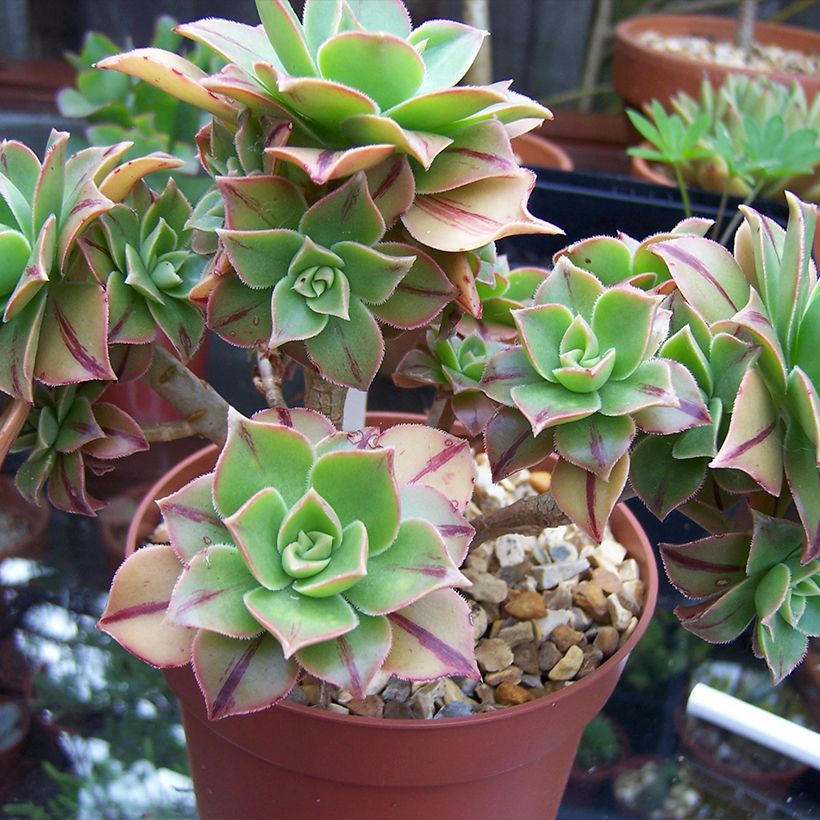 Aeonium leucoblepharum Yemen - Red Stripe (Plant habit)