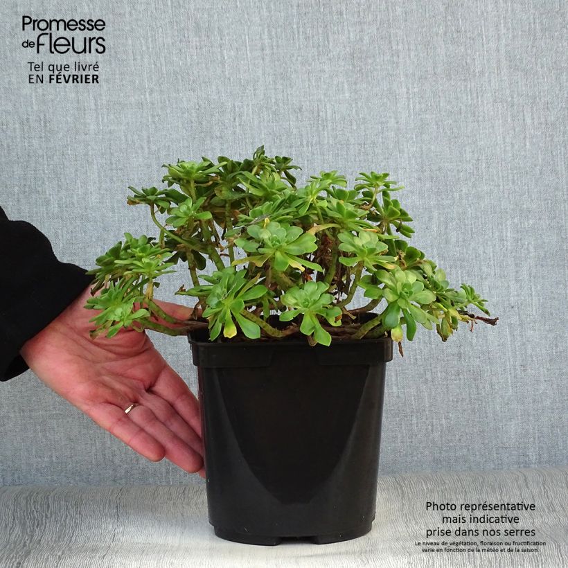 Example of Aeonium occidentale Pot van 3 l/4 l as you get in hiver