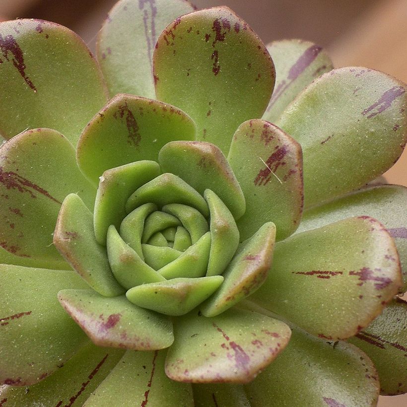 Aeonium occidentale - Huislookboom (Foliage)