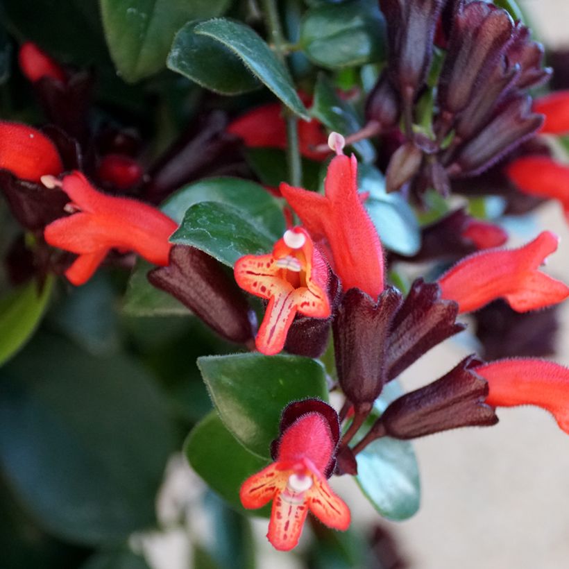 Aeschynanthus Mona Lisa (Bloei)
