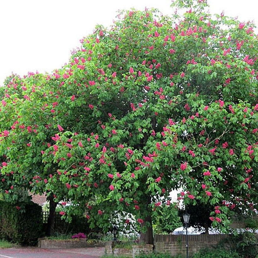 Aesculus x carnea Briotii - Rode paardenkastanje (Plant habit)