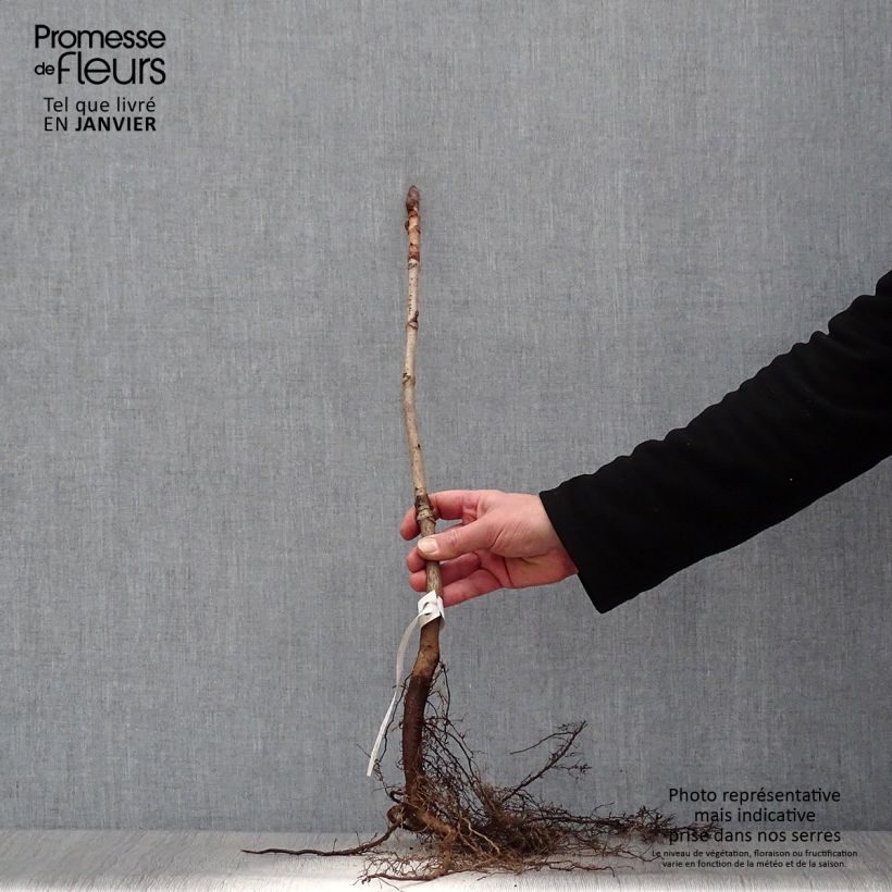 Example of Aesculus hippocastanum - Witte paardenkastanje Naakte wortel as you get in hiver