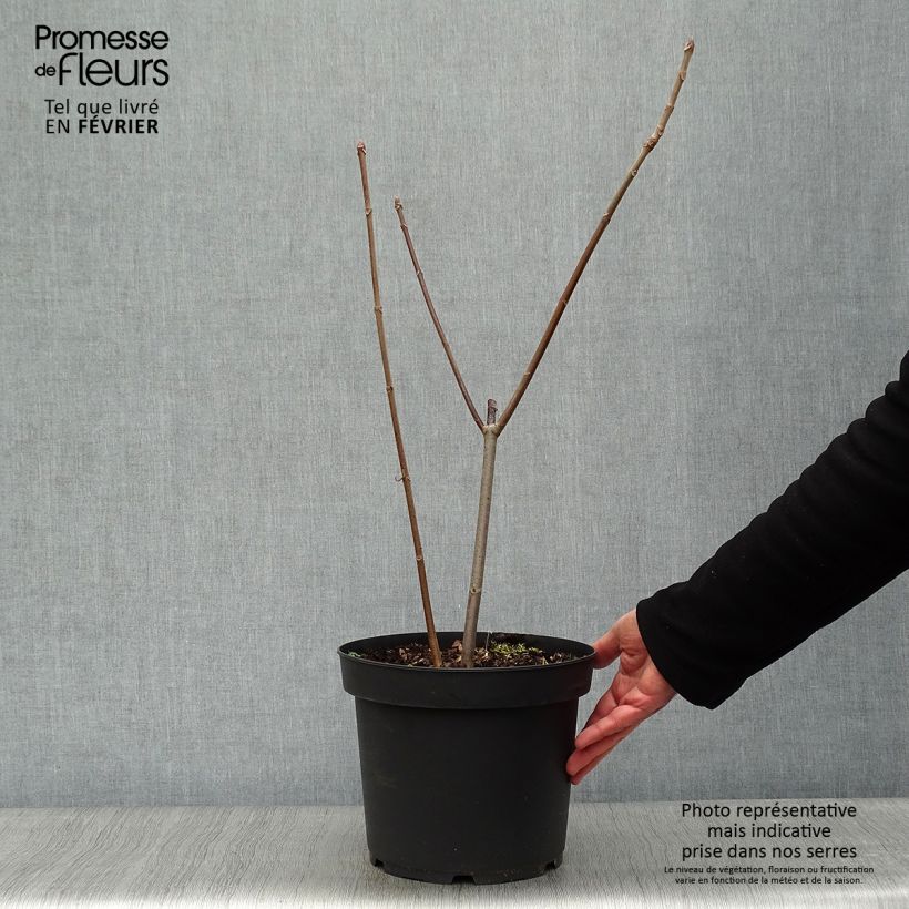 Example of Aesculus parviflora - Pavier blanc Pot van 7,5 l/10 l as you get in hiver