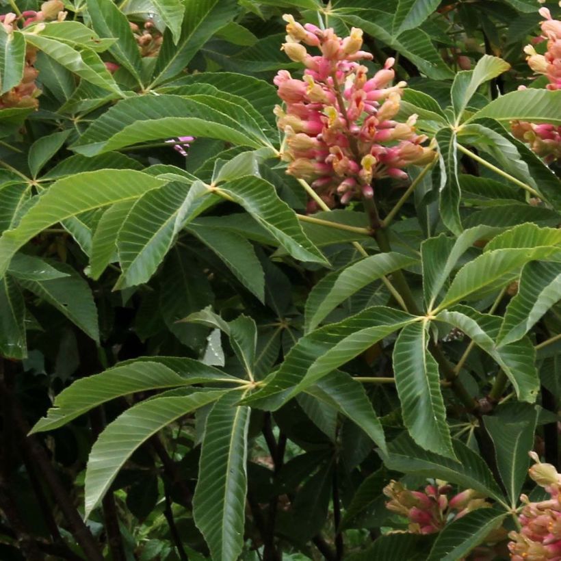 Aesculus pavia var. discolor Koehnei - Rode pavia (Foliage)