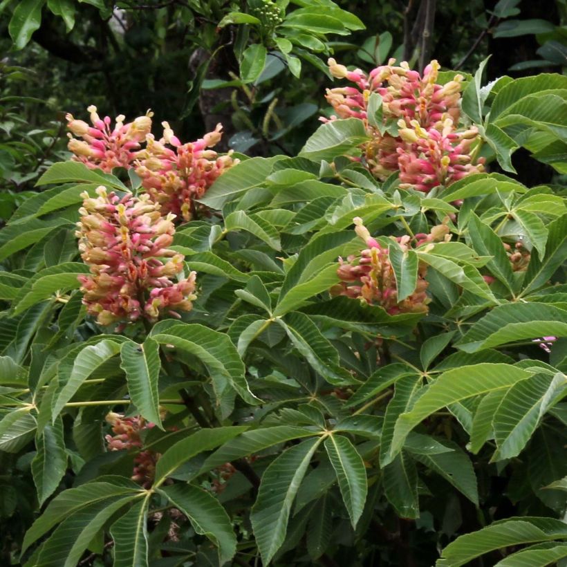 Aesculus pavia var. discolor Koehnei - Rode pavia (Flowering)