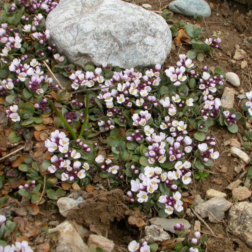 Aethionema oppositifolium - Steenkers (Groeiplaats)