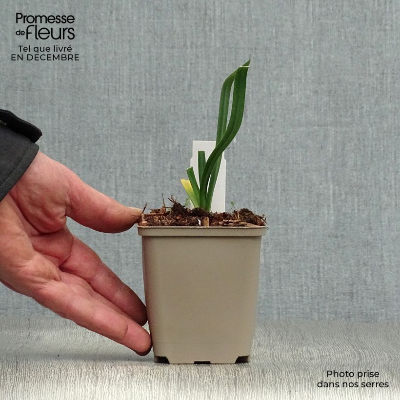 Example of Agapanthe Back in Black Kweekpotje van 8/9 cm as you get in hiver