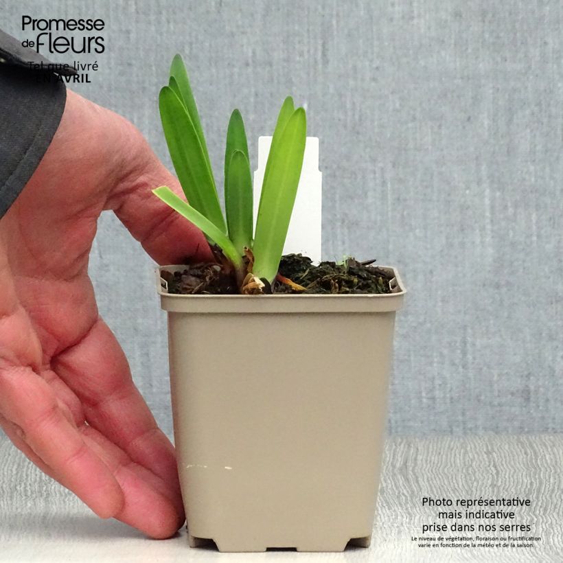 Exemplaar van Agapanthus Back in Black - Afrikaanse lelie Kweekpotje van 8/9 cm zoals geleverd in de lente