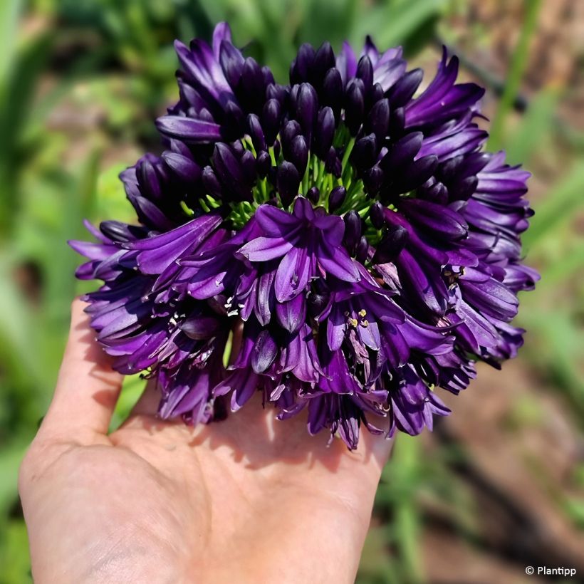 Agapanthus Black Jack - Afrikaanse lelie (Bloei)