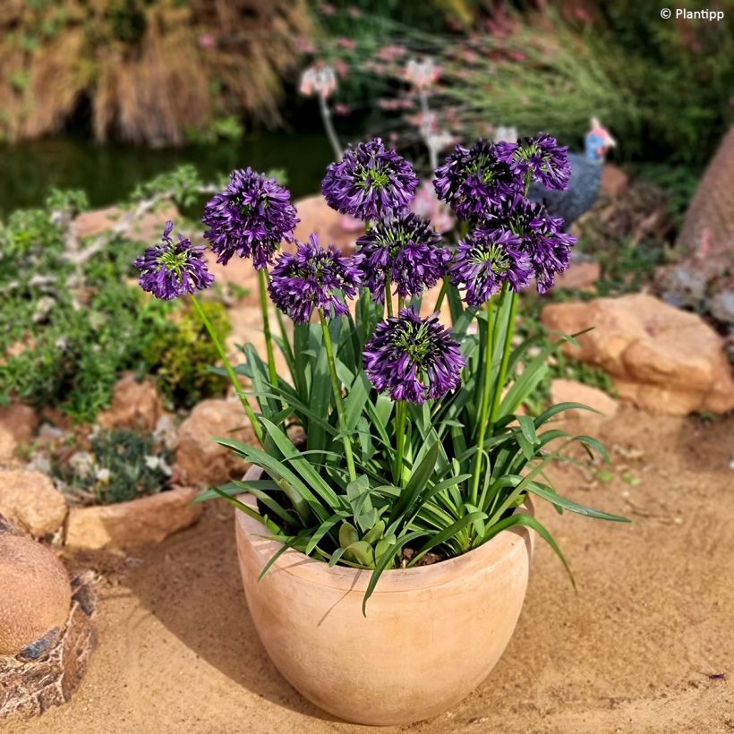 Agapanthus Black Jack - Afrikaanse lelie (Groeiplaats)