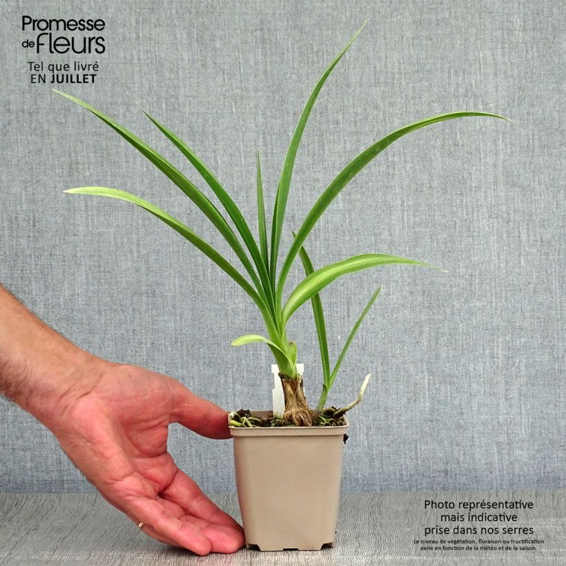 Exemplaar van Agapanthus Black Magic - Afrikaanse lelie Kweekpotje van 8/9 cm zoals geleverd in de zomer